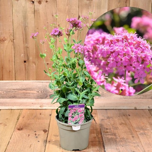 Silene 'Sparkling Rose' - Põisrohi 'Sparkling Rose' P11/0,75L